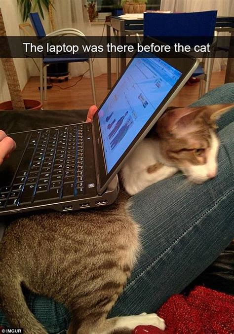 Pet Owners Share Hilarious Snapchats Of Their Cats Daily Mail Online