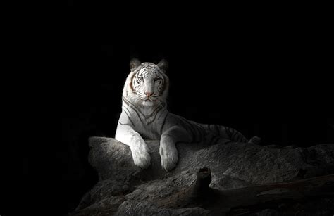 Desktop Hintergrundbilder Tiger Große Katze Weiß Tiere Schwarzer