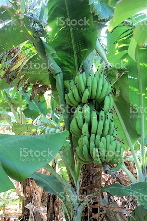 Banana Cluster Stock Photo Download Image Now Agriculture Banana