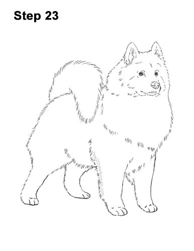 How To Draw A Dog Samoyed Video And Step By Step Pictures