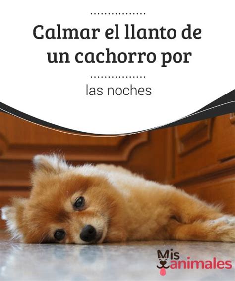 Calmar El Llanto De Un Cachorro Por Las Noches Puppy Whining At Night