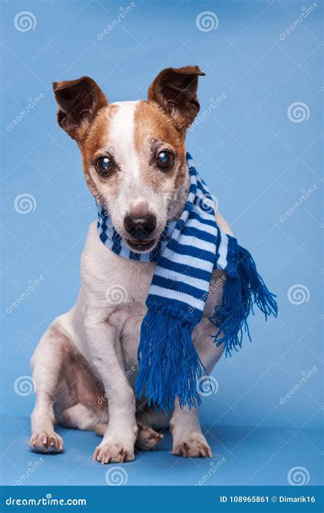 Cute Dog In Blue Scarf Stock Image Image Of Russel 108965861