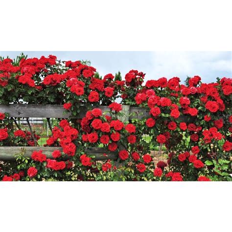 Climbing Rose Red Flower Plants Mixed Variety Home Garden Seeds 20