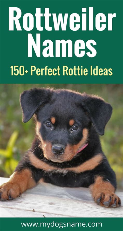 German female dog names for rottweilers. Rottweiler Names - Get 150+ Ideas! - My Dog's Name | Rottweiler names, Puppy names, Dog names