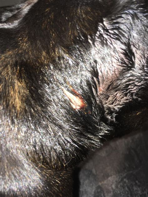 Open Sore Behind Dogs Ear Where He Can Reach By Itching With His Back