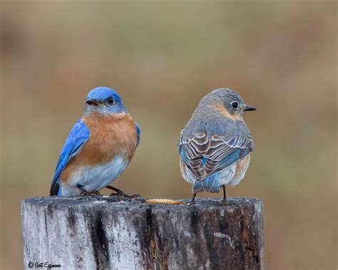 Eastern Bluebird Couple By Eggimann