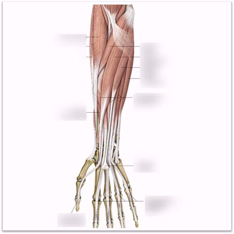 Hand And Forearm 5 Diagram Quizlet