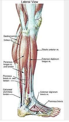Back muscle strain/back ligament sprain. Learn muscle names and how to memorize them | Muscular System | Pinterest | Muscular system ...
