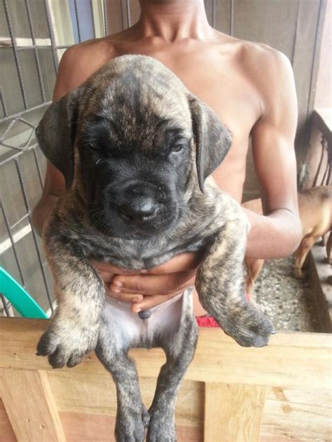 So, you might need to go onto a waiting list depending on what breeder you want to work with. Rottweiler Pedigree Puppies/boerboel - Pets - Nigeria