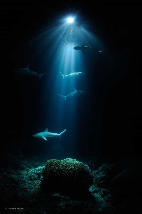 Night Sharks Thomas Peter Peschak Underwater Worlds Wildlife