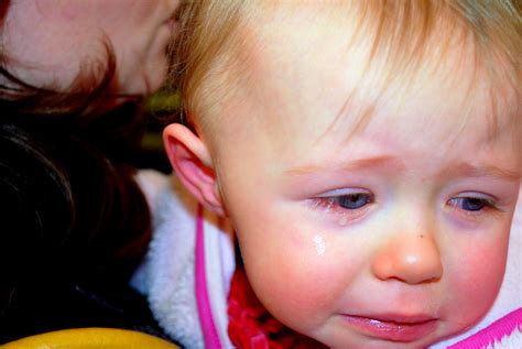 Babys Tears Free Stock Photo Public Domain Pictures