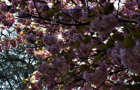 Cherry Blossom Flowers Spring Pink Free Photo On Pixabay Pixabay