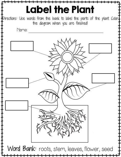Parts Of A Plant Worksheets Kindergarten