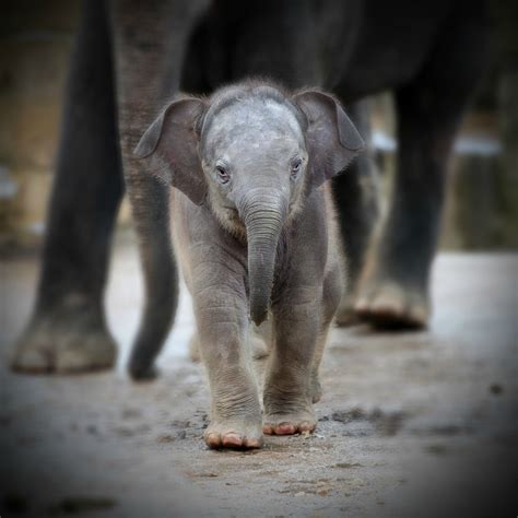 Baby Elephant Teh Cute