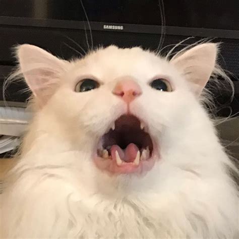 White Cat Yelling Meme  Its Meme Cats