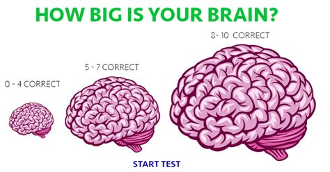 The human brain is an amazing organ, capable of surprising feats of memory, susceptible to damage, and yet remarkably adaptable to change. How big is your brain?