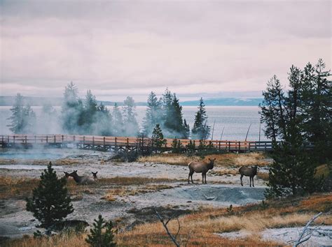 Wallpaper Id 284837 Before The Sunset In Yellowstone National Park