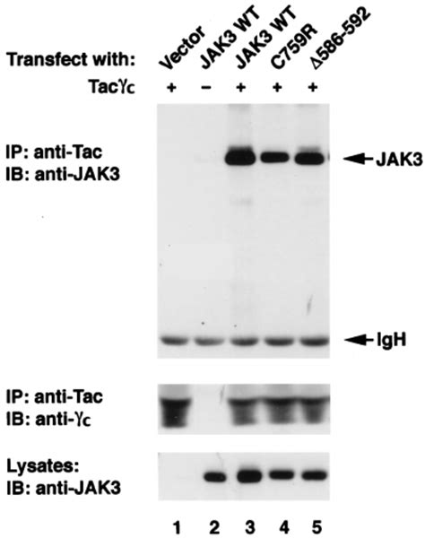 Patients Jh2 Mutations Do Not Disrupt The Ability Of Jak3 To Bind ␥ C