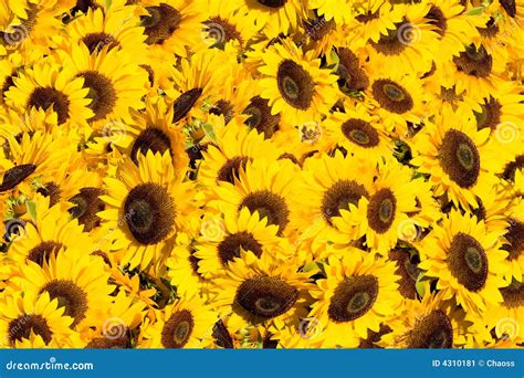 Yellow Sunflowers In A Sunny Day Stock Image Image Of Botanical