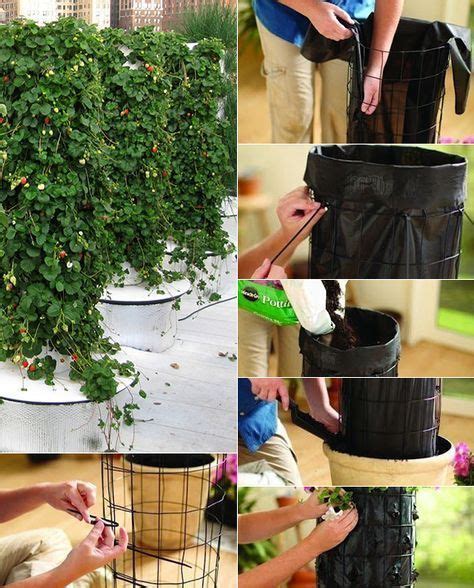 Dann, wenn die fröste im frühjahr vorüber sind, können sie tätig werden. Erdbeeren pflanzen in DIY Containers - so geht's ...