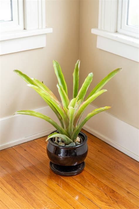 The 9 Best Bromeliads For Growing Indoors In 2021 Bromeliads Growing