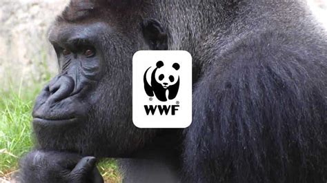 World Wildlife Fund Viget