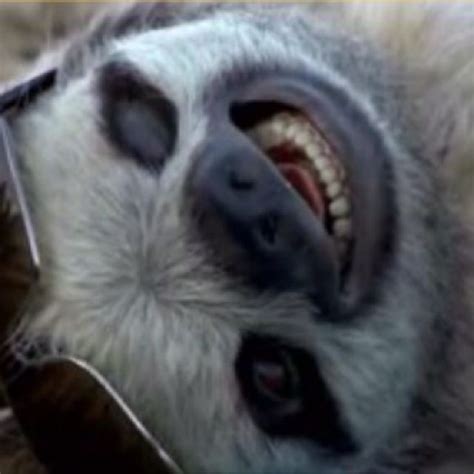 Sloth Smiling With Teeth