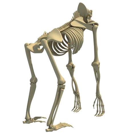 Gorilla Skeleton 3d Model 3d Horse