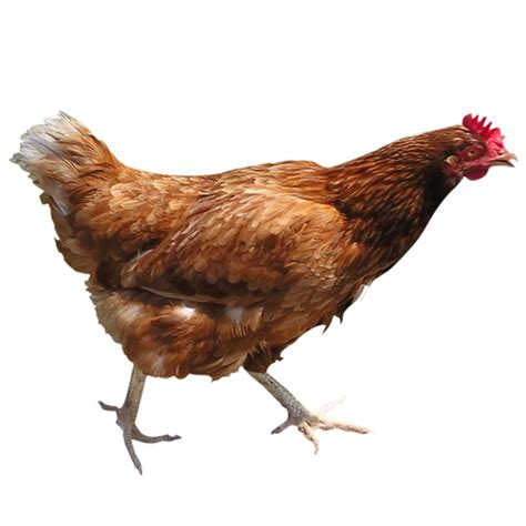 Running Chicken Png Image For Free Download