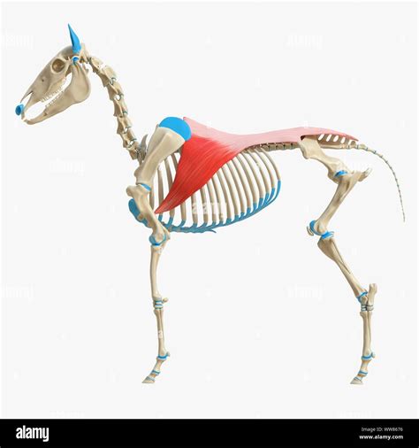 Horse Latissimus Dorsi Muscle Illustration Stock Photo Alamy