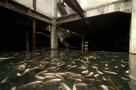 Abandoned Mall In Bangkok Becomes Impromptu Urban Aquarium Oc