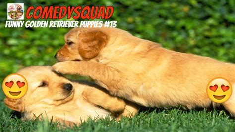 Funny Golden Retriever Puppies Video 13 Funniest And Cutest Puppies