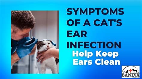 Symptoms Of Feline Ear Infections Youtube