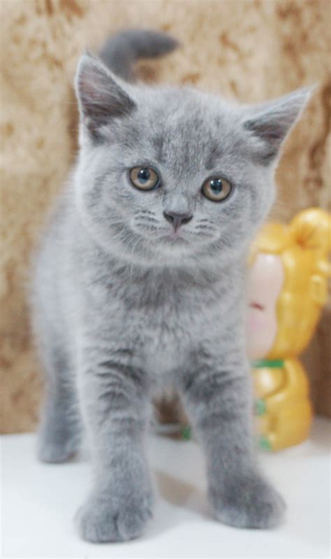 請選擇國家 中國 台灣 日本(世田谷倉) 美國 英國. 寶翠貓舍 Belcher Cattery 英短 英國短毛貓 Blue British Shorthair藍色英國短毛貓 a (1) - 英國短毛貓(英短) Belcher Cattery ...