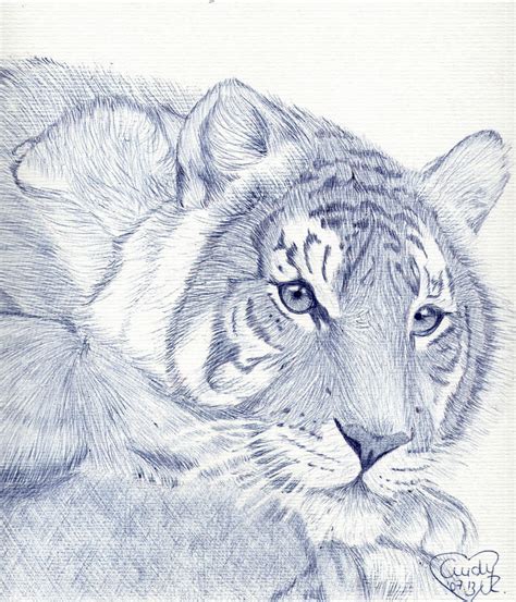 Tiger Staring In Ballpoint Pen By Cindy R On Deviantart