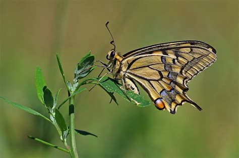 Oregon S State Insect The Oregon Swallowtail Owlcation