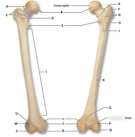 Femur Bones Diagram Quizlet