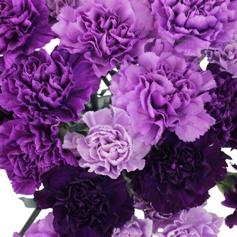 purple carnation flowers diy wedding flowers fiftyflowers
