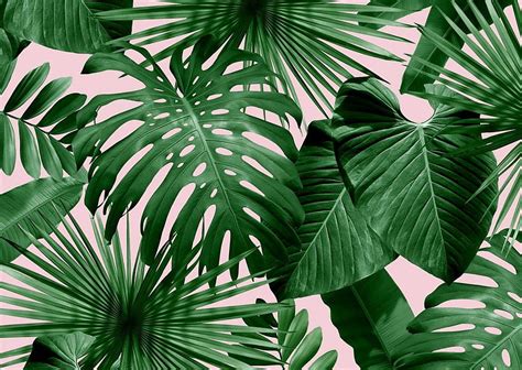 Green Tropical Leaves Jungle Leaf Hd Wallpaper Pxfuel