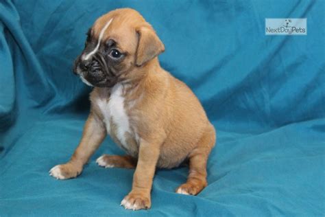 English bulldog youthful puppies from little degree raisers are presumably going to cost some place in the scope of $1,500 and $4,000. Sable: Boxer puppy for sale near Louisville, Kentucky. | 4b8720b9-ed01