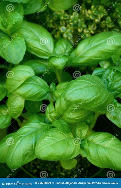 Basil Plant Stock Image Image Of Season Italian Relish 29500879