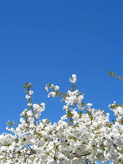 Bunga Sakura Keren Paling Biru Alam Awan