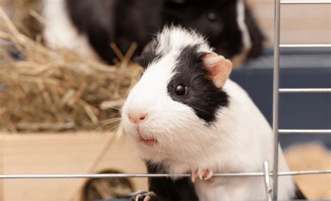 The 5 Best Large Indoor Guinea Pig Cages For Two Pets