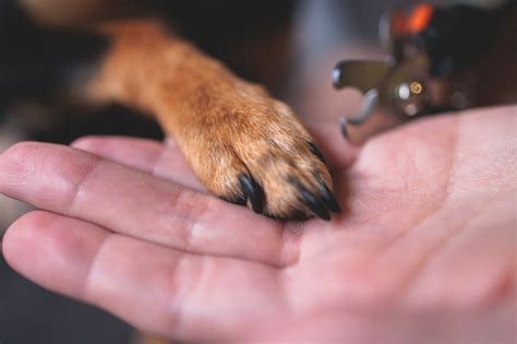Dokter Hewan Spesialis Memegang Anjing Kecil Proses Pemotongan Kuku