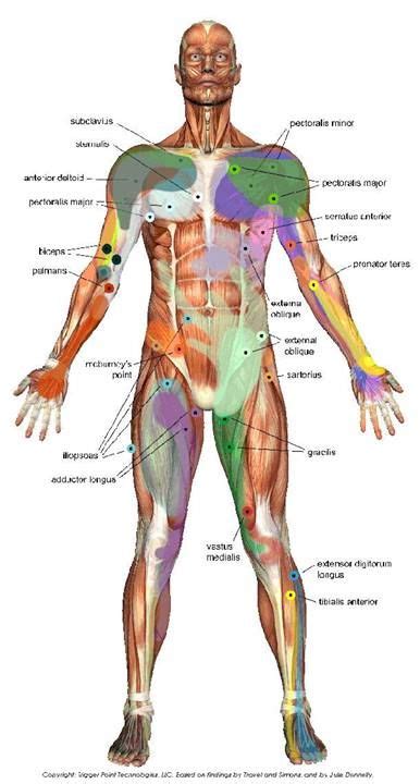 the human body massage therapy trigger points massage techniques