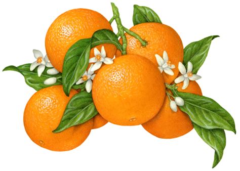 Botanical Fruit Illustration Of An Orange Branch With Five Oranges As