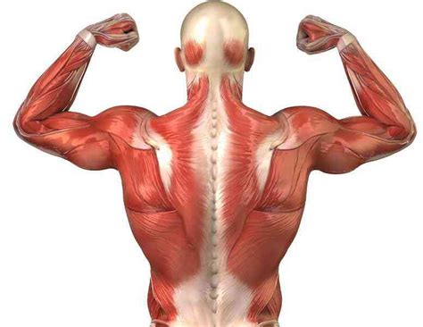 Partes Del Sistema Muscular