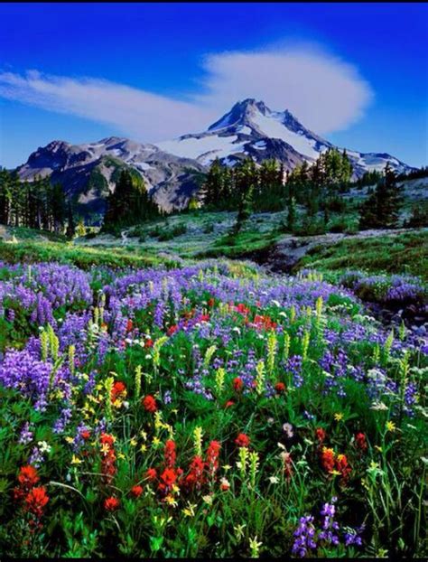 Image Result For Mt Hood Wildflowers Landscape Photography