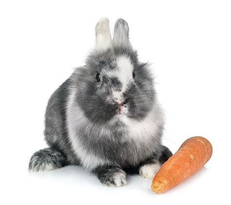 Conejos Enanos Características Hábitat Alimento Cuidados Cumbre