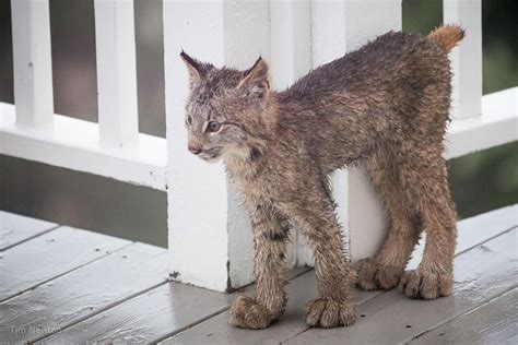 Tywkiwdbi Tai Wiki Widbee The Feet Of A Baby Lynx